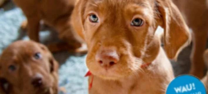 Πώς ο «Ράμπο», ένα αδέσποτο της Ρόδου, έγινε σταρ στη Γερμανία -Εξώφυλλο σε περιοδικό